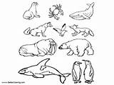 Printable Arctic Animals Coloring Pages Web arctic animals coloring sketch template