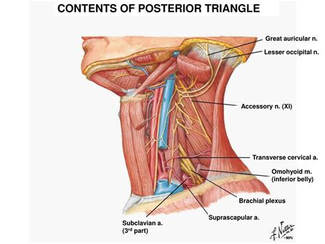 PPT - POSTERIOR TRIANGLE OF NECK STEVEN J. ZEHREN, PH.D. PowerPoint ...