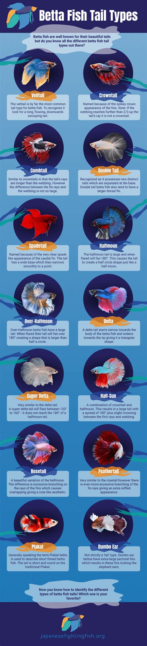 28 Types of Betta Fish: Top Colors, Tails & Patterns