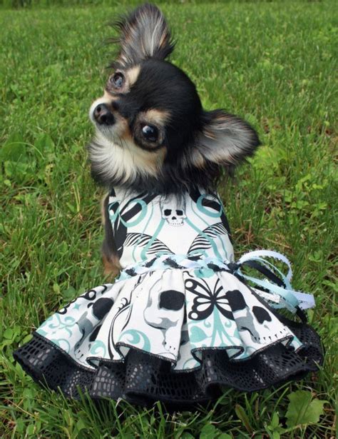 www.dogdressesbylindahiggins.com/ | Cute chihuahua, Pet costumes, Pet clothes