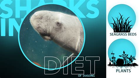 Dugong – Facts, Diet & Habitat Information – sharksinfo.com