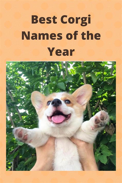 The 158 Most Popular Corgi Names | Cute corgi puppy, Corgi names, Cute ...