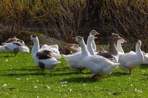 Breeds of Geese – Mother Earth News