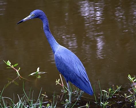 Blue Egret - Beautiful Bird