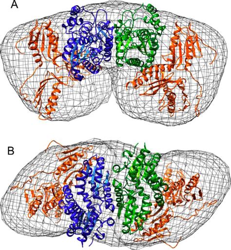 The Structure of the Complex between Yeast Frataxin and Ferrochelatase - Journal of Biological ...