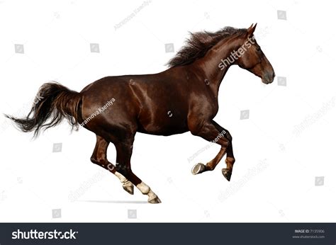 Gallop Horse Stock Photo 7135906 : Shutterstock