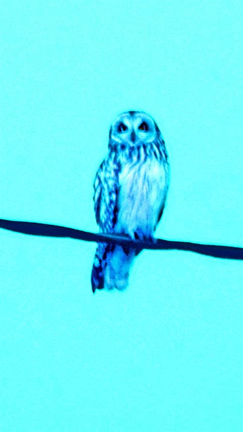 Blue cyan owl, 13 inch, 2015, 2016, 2017, a3, a5, a7, acer, air, android, animal, HD phone ...