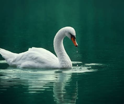 White Swan Spiritual Meaning and Symbolism: Explained