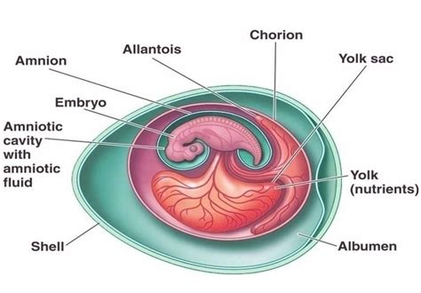 heart cells | Anatomy System - Human Body Anatomy diagram and chart images