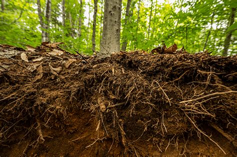 Decomposition and Soil Carbon Sequestration - Hubbard Brook Ecosystem Study