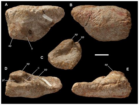 The earliest known titanosauriform sauropod dinosaur and the evolution of Brachiosauridae [PeerJ]