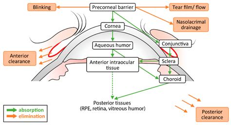 Pharmaceutics | Free Full-Text | Topical Drug Delivery to the Posterior ...