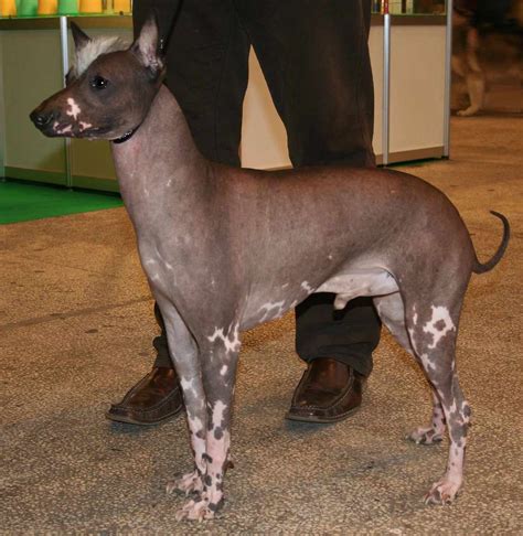 10 Best Hairless Dog Breeds