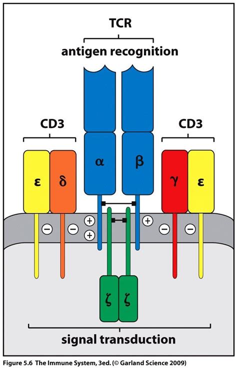 TCR structure with CD3 complex | Inmunologia, Ciencia