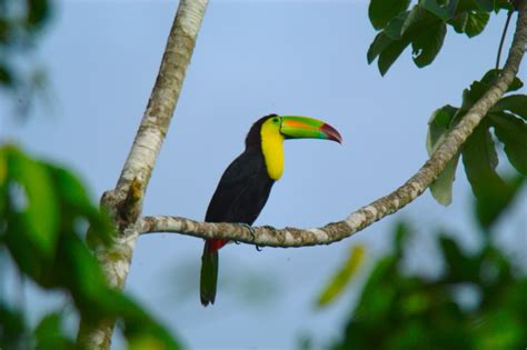 Belize National Bird Keel Billed Toucan - Pioneer Expeditions