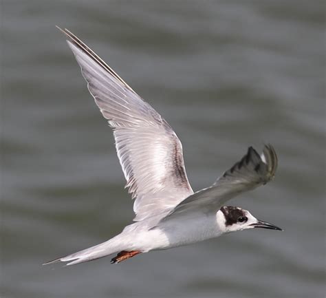 Common Tern (Coastal Biodiversity of Chennai) · iNaturalist