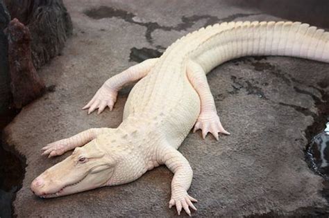 albino crocodile - Google Search | Pathfinder ideas | Pinterest | Animal