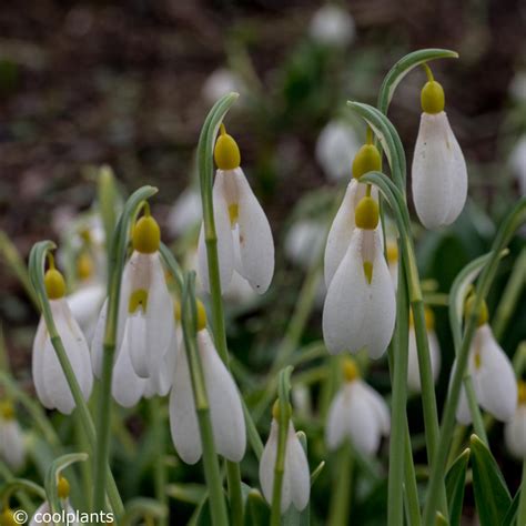 Galanthus plicatus 'Sarah Dumont' - galanthus.be