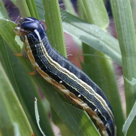 The life cycle of the African armyworm – PlantwisePlus Blog