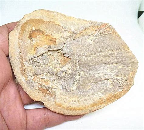 Coelacanth fossil? - Fossil ID - The Fossil Forum