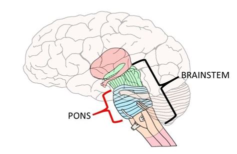 Know Your Brain: Pons