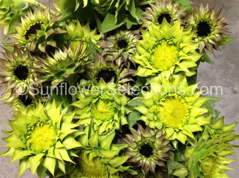 SunFill™ Purple - A Colorful Filler Option Sunflowers - SunflowerSelections.com