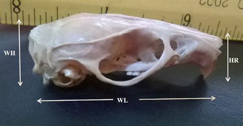 Right lateral view of rat skull, showing measured parameters whole ...