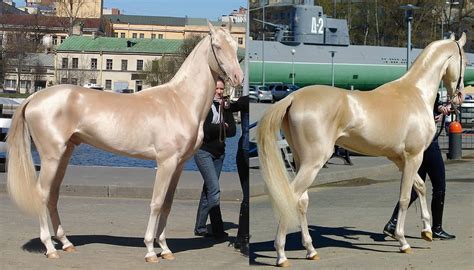 ¿Es este el caballo más bello del mundo?