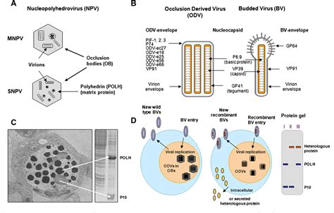 Figure 1 from Opportunities and challenges for the baculovirus ...