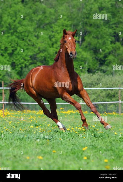 Beautiful chestnut thoroughbred horse making a turn while running Stock Photo: 57070102 - Alamy