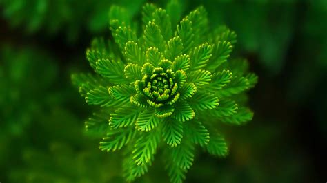 Green Leafed Plant 4K HD Green Wallpapers | HD Wallpapers | ID #44318