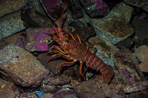 California spiny lobster, Panulirus interruptus – Biodiversity Atlas of LA