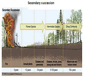 Ecological succession – IAS gatewayy