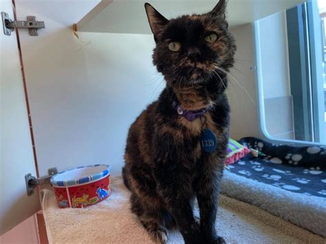 A 22-Year-Old Cat Is in Need of a New Home | ARLnow.com