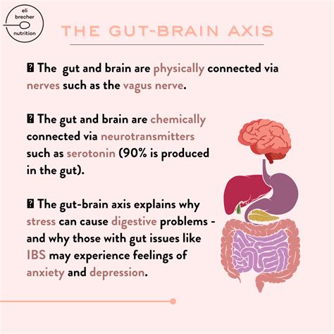 What Is The Gut-Brain Axis? - Eli Brecher Nutrition