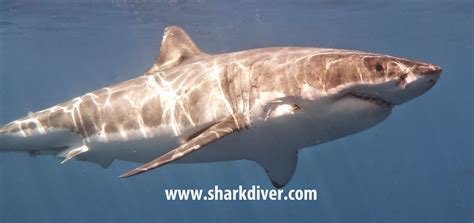 Get to know "Bruce" Great White Shark at Guadalupe Island - SharkDiver