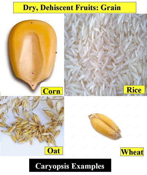 Fruit is caryopsis in(a) Asteraceae(b) Poaceae(c) Fabaceae(d) Liliaceae