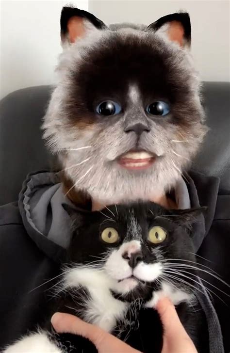 Pet's reaction to owner using cat-face filter cracks up TikTok