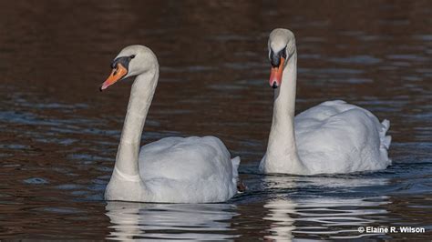 Female Swan Facts & ID (Male vs Female)