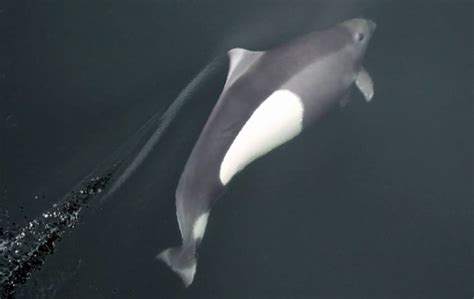 Dall’s Porpoise – Northwest Wildlife Preservation Society