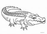 Free Printable Alligator Coloring Pages For Kids  Cool2bKids sketch template