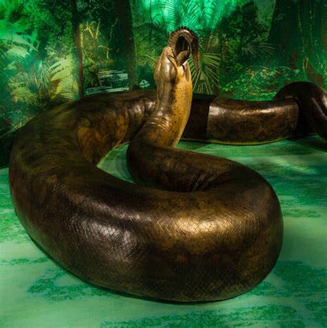 Titanoboa - Dinopedia - the free dinosaur encyclopedia