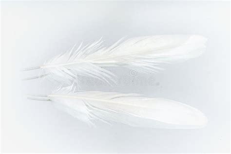 White Tailed Ptarmigan Feathers Stock Photo - Image of birding, feather: 122254812