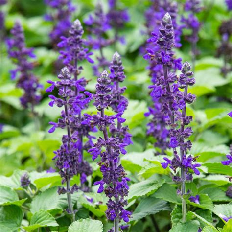 Big Blue Salvia | Annual Flower Seeds from Gurney's