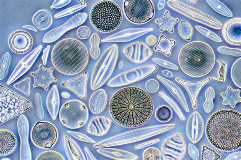 Diatoms. They're everywhere! | Microbiology