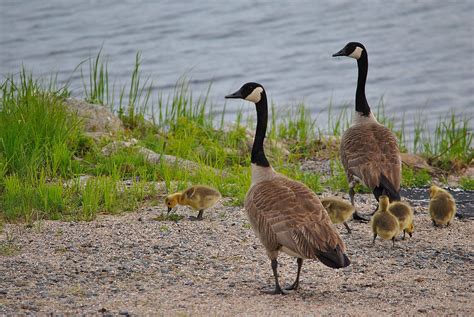 canadian geese and babies | Animal articles, Animals, Baby animals