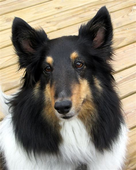 Shetland Sheepdog - My Doggy Rocks