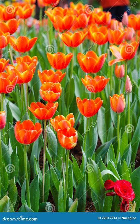 Orange Tulips Flower in Garden Stock Photo - Image of stem, decorative ...