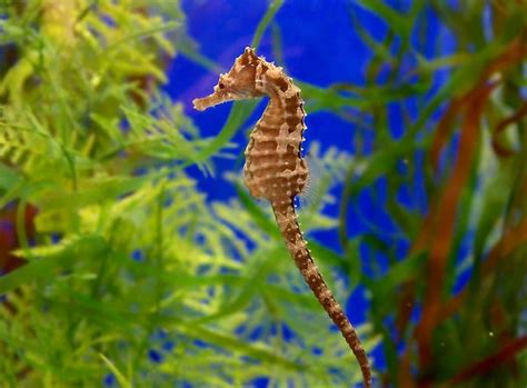 Seahorse Facts - Animals of the Ocean - WorldAtlas