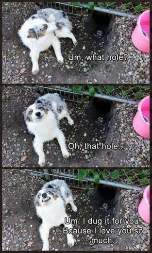 15 Funny Australian Shepherd Memes To Make Your Day - Page 5 of 5 - BuzzSharer.com